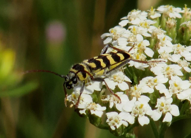 Echinocerus floralis - lucerna-darázscincér
