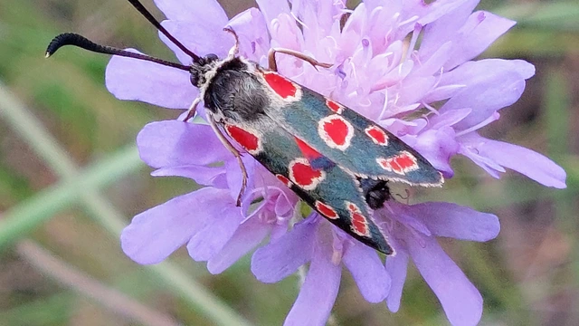 Zygaena carniolica - fehérgyűrűs csüngőlepke