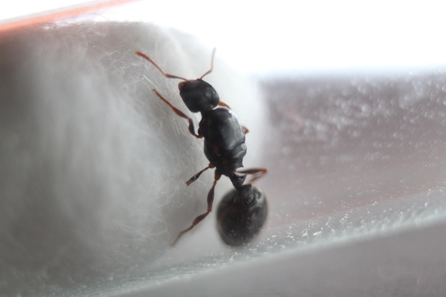 Tetramorium