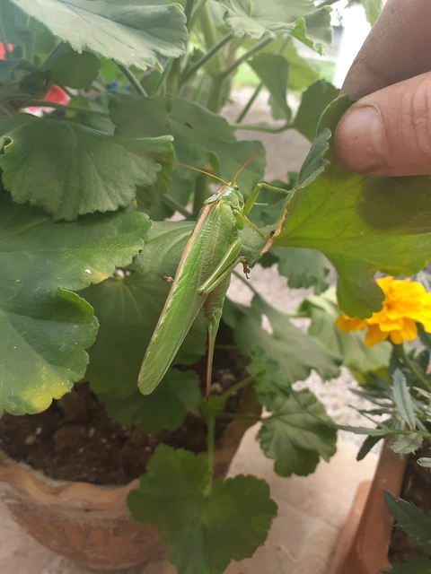 Tettigonia viridissima - zöld lombszöcske