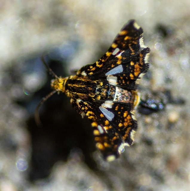 Thyris fenestrella - gyakori ablakosmoly