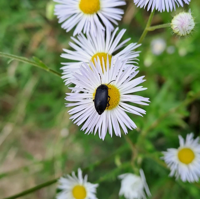 Podonta nigrita - szerecsenbogár