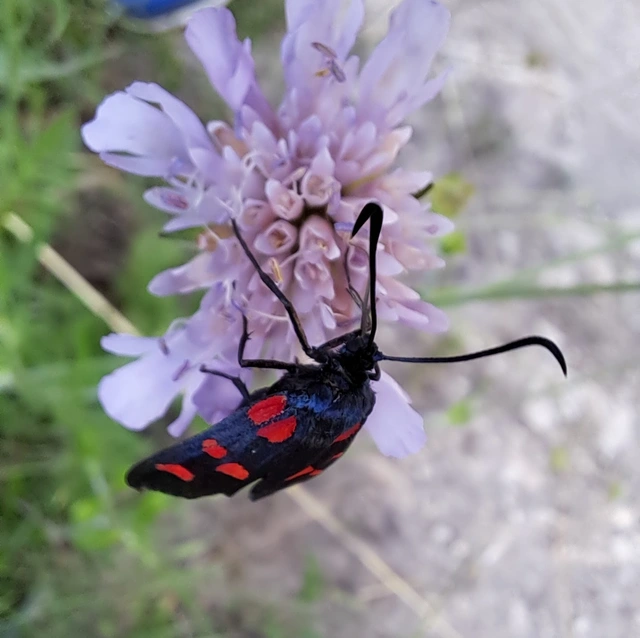 Zygaena