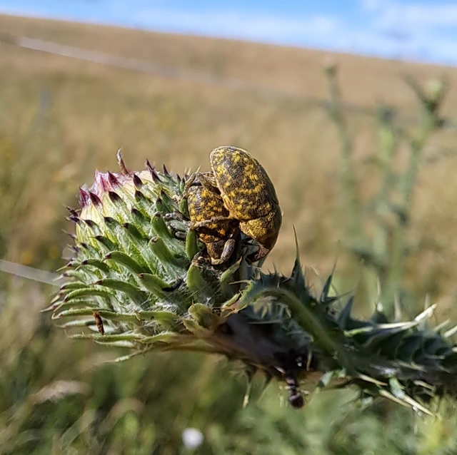 Coleoptera - Bogarak