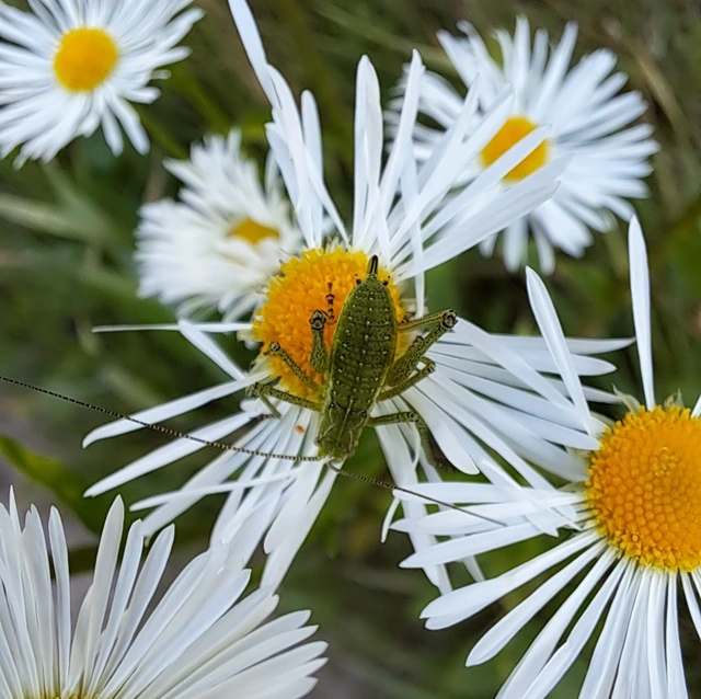 Leptophyes albovittata - közönséges virágszöcske