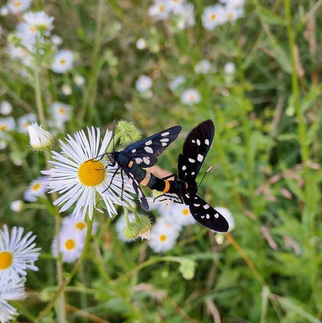 Amata phegea - fehérpettyes álcsüngőlepke