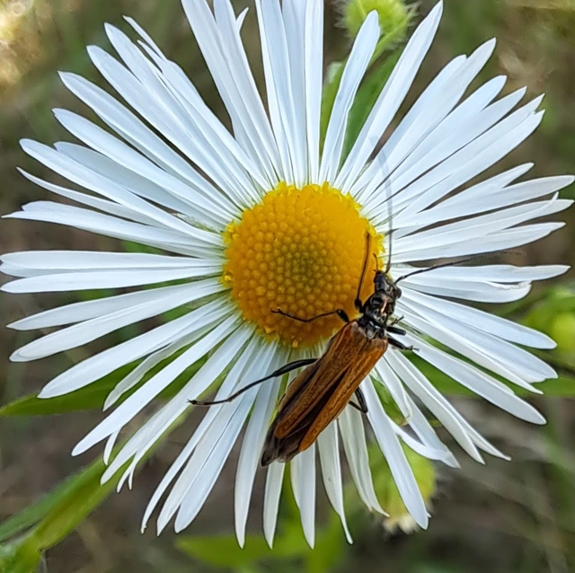 Oedemera femorata - sárgahátú álcincér