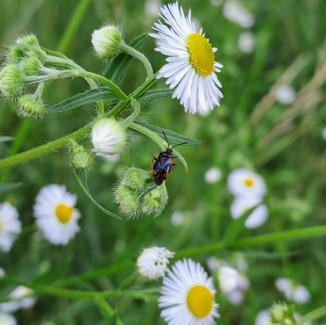 Deraeocoris ruber - vöröses mezeipoloska