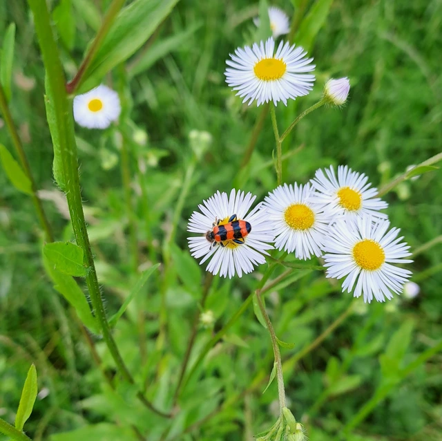 Trichodes apiarius - szalagos méhészbogár