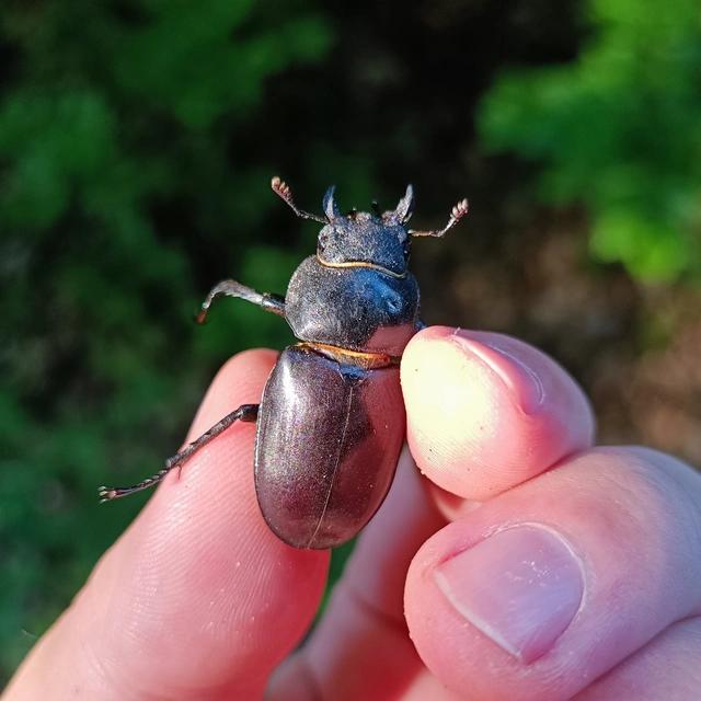 Lucanus cervus - nagy szarvasbogár