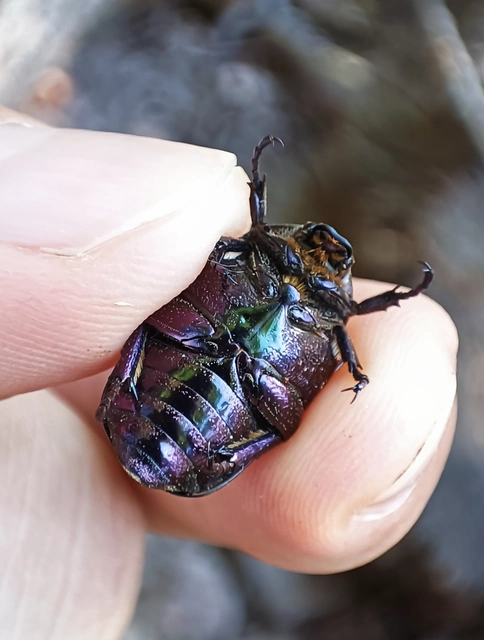 Protaetia cuprea obscura - olajzöld virágbogár