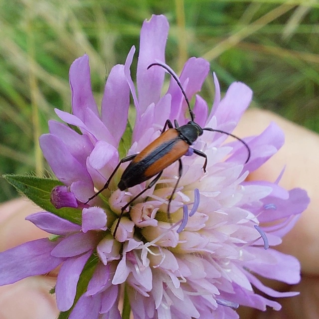 Stenurella melanura - feketevégű karcsúcincér