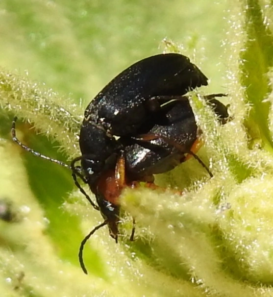 Mordellidae - marókafélék