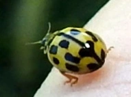 Propylea quatuordecimpunctata - tizennégypettyes füsskata