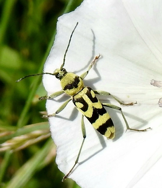 Chlorophorus varius - díszes darázscincér