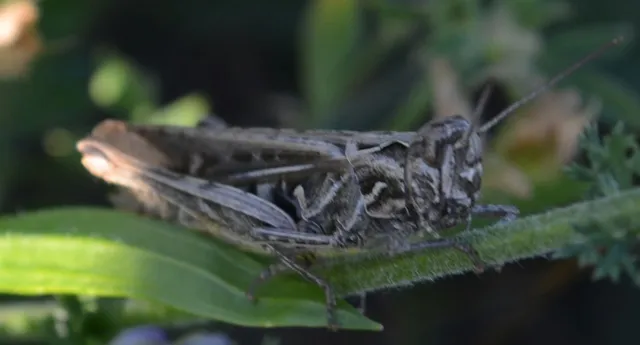 Chorthippus (Glyptobothrus) (subgenus)