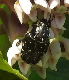 Oxythyrea funesta - sokpettyes virágbogár