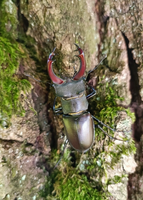 Lucanus cervus - nagy szarvasbogár
