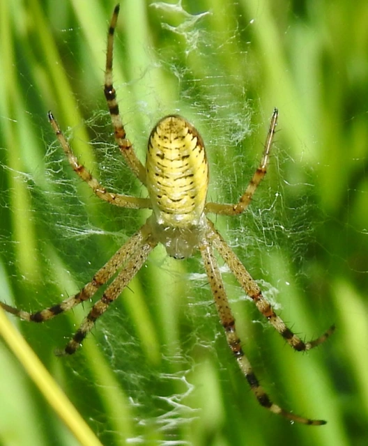 Argiope bruennichi - darázspók