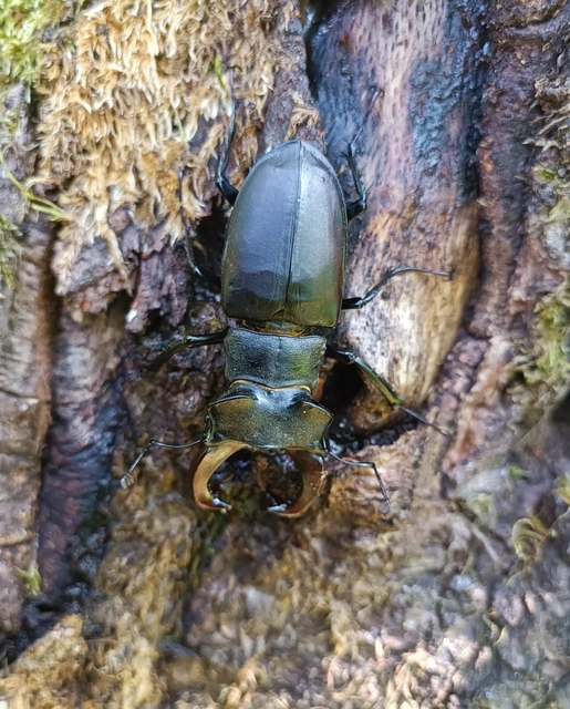 Lucanus cervus - nagy szarvasbogár