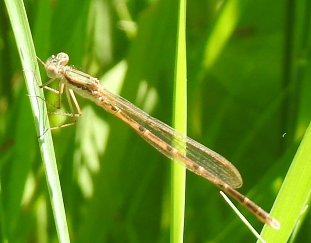 Sympecma fusca - téli rablószitakötő