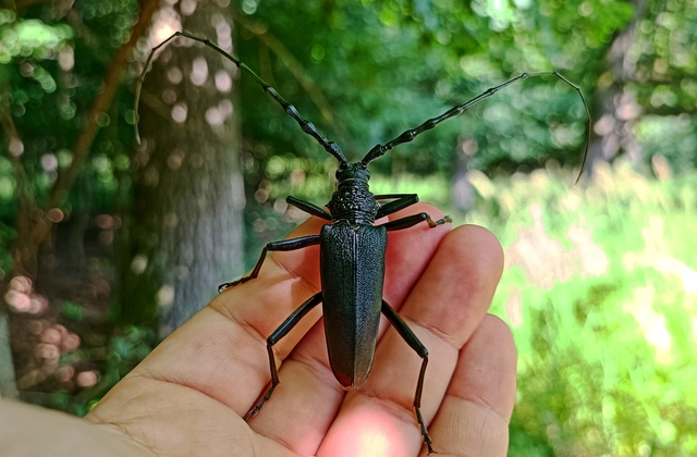 Cerambyx cerdo - nagy hőscincér