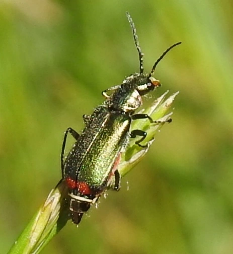 Malachius bipustulatus - kétfoltos bibircsesbogár
