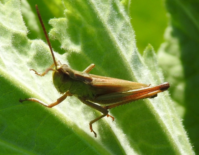 Pseudochorthippus parallelus - közönséges rétisáska