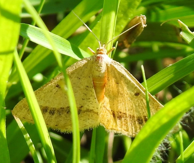 Tephrina arenacearia - lucerna-araszoló