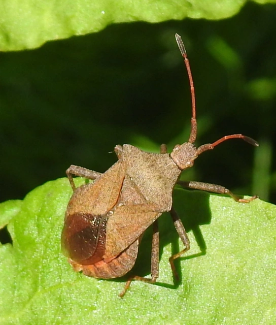 Coreus marginatus - közönséges karimáspoloska