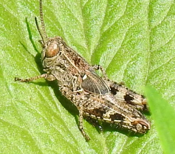 Calliptamus italicus - olaszsáska