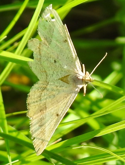 Tephrina arenacearia - lucerna-araszoló