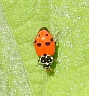 Hippodamia variegata - tizenhárompettyes katica