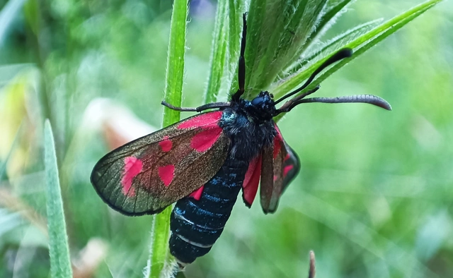 Zygaena loti - közönséges csüngőlepke