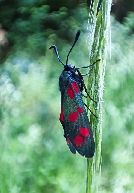 Zygaena filipendulae - acélszínű csüngőlepke