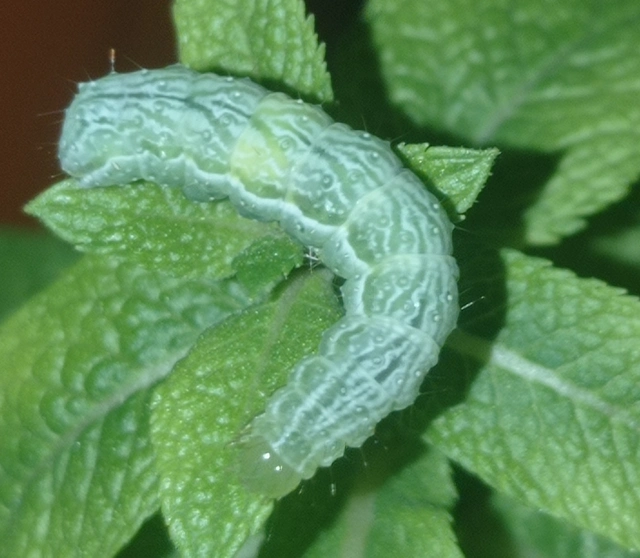 Diachrysia chrysitis - aranybagoly