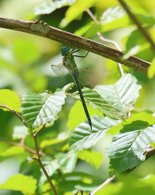 Aeshna affinis - nyári karcsúacsa