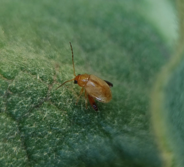Longitarsus