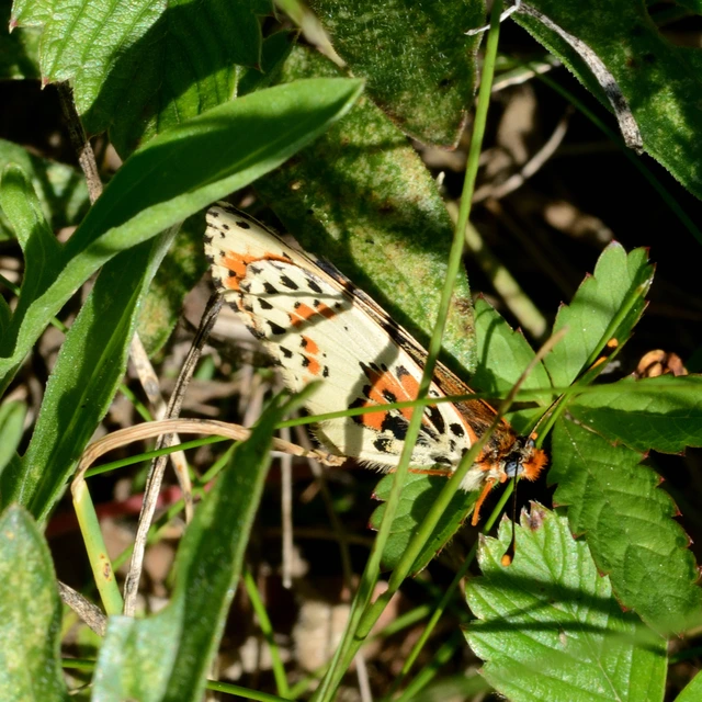 Melitaea didyma - tüzes tarkalepke