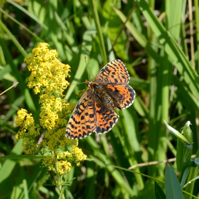 Melitaea didyma - tüzes tarkalepke