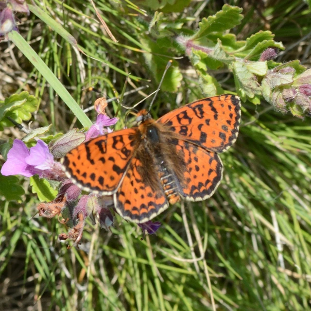 Melitaea didyma - tüzes tarkalepke