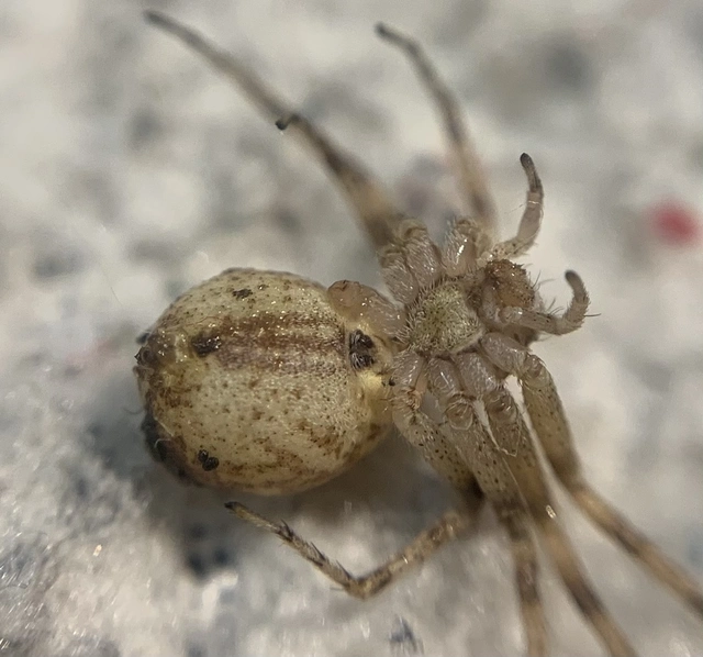 Philodromus praedatus