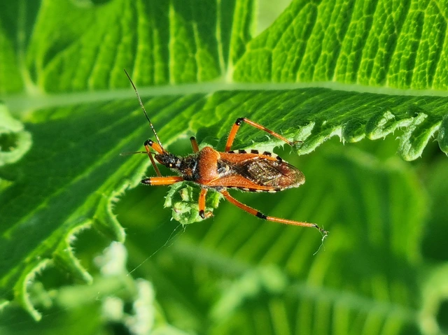 Rhynocoris iracundus - közönséges gyilkospoloska