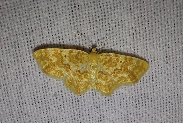 Hydrelia flammeolaria - narancssárga araszoló