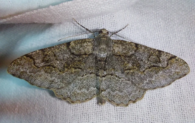 Alcis repandata - foltos faaraszoló