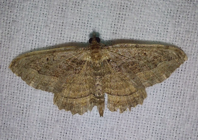 Philereme transversata - varjútövis-araszoló