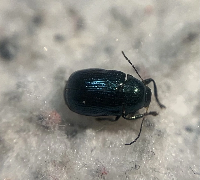 Cryptocephalus parvulus