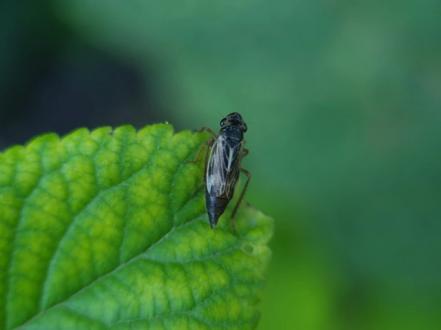 Evacanthus acuminatus