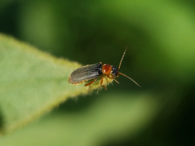 Cantharis lateralis - szegélyes lágybogár