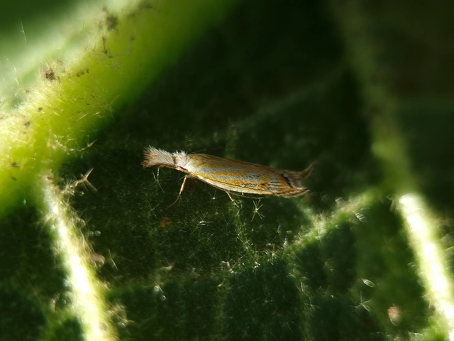 Holoscolia huebneri - sarlósszárnyú csíkosmoly